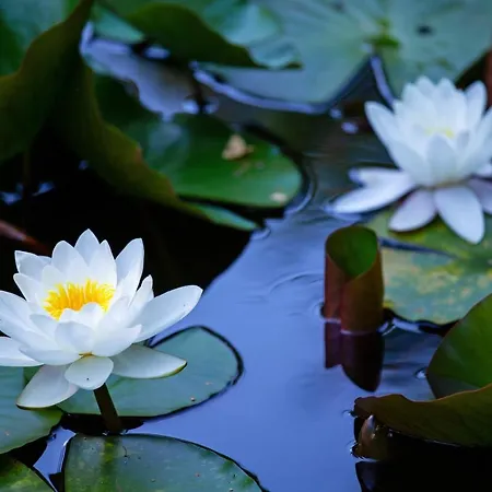 - Naehe Kaiserslautern * Trippstadt